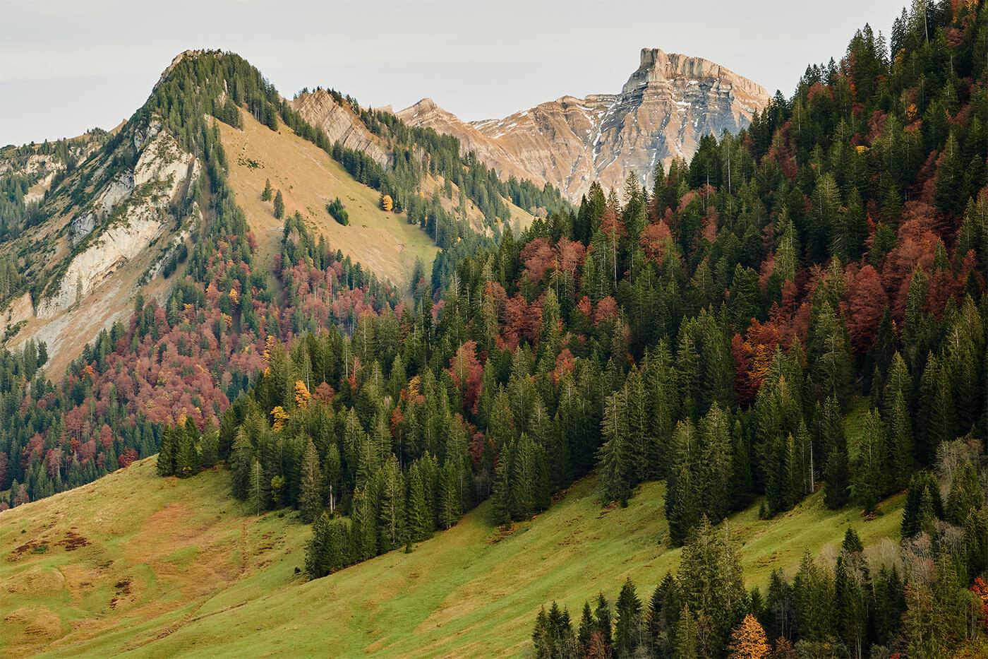Alpine Forest 